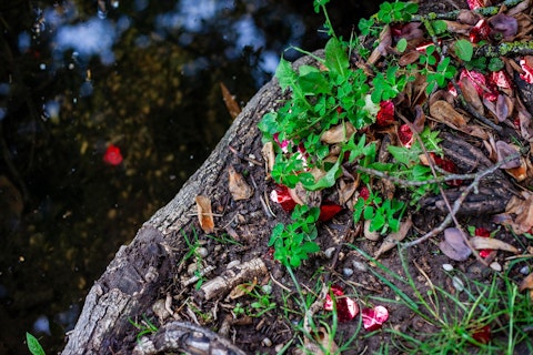 Przydomowe oczyszczalnie ścieków stanowią coraz popularniejsze rozwiązanie dla gospodarstw domowych znajdujących się poza zasięgiem miejskiej sieci kanalizacyjnej.